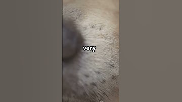 Did You Know? Dogs Have Unique Nose Prints!