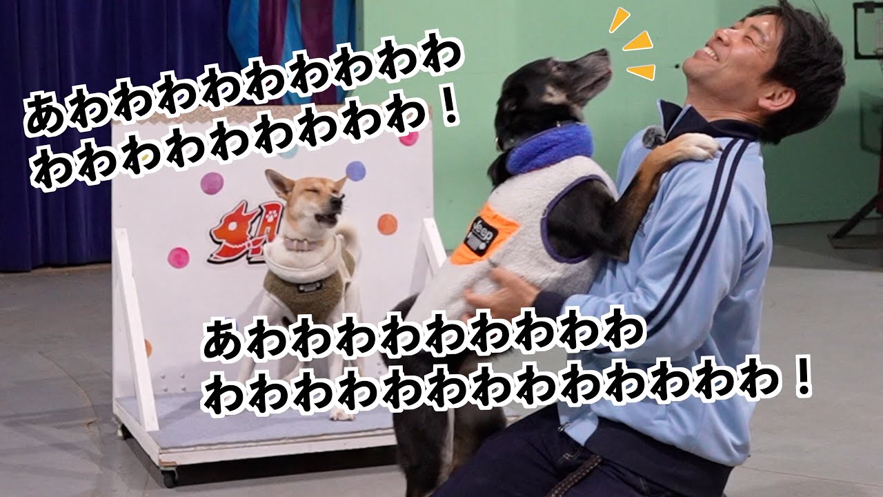 お兄ちゃんが芸をして褒められるとアニメみたいな声で動揺する元保護犬