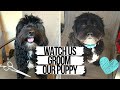 WATCH US GROOM OUR DOG AT HOME | BRONSON AND JAS
