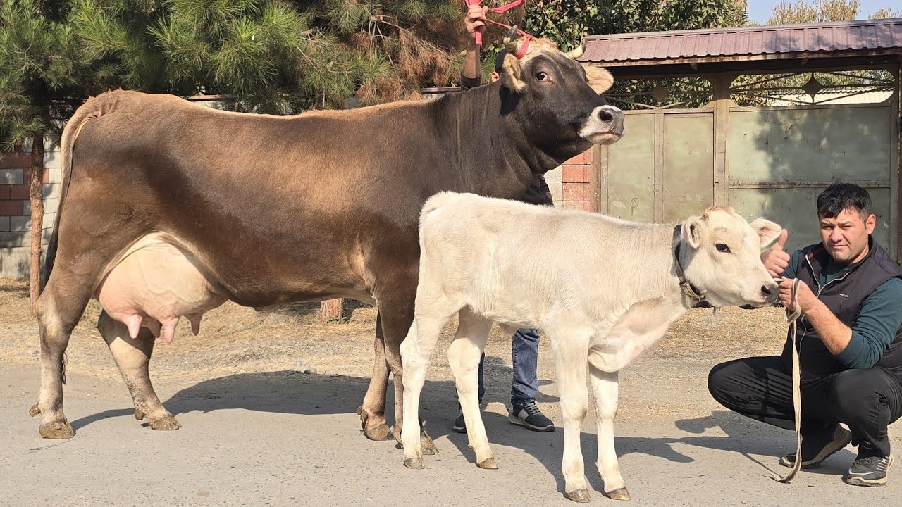 Kirish xonalarida yashirin kamera onlayn videolar Ayollar kiyimida jinsiy aloqa video