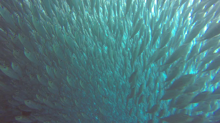 Bonaire Derrickson Pinkus Bait Ball Dec 2019
