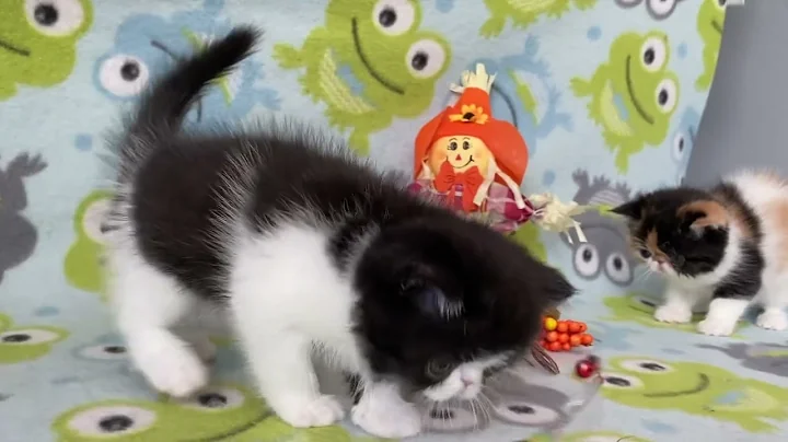 Watch the video about Persian longhair and shorthair exotic kittens of Majestymeow Cattery