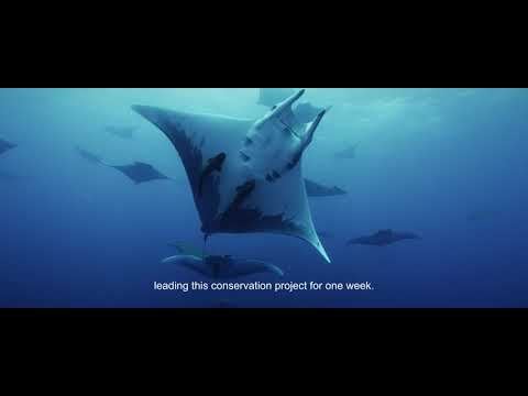 Manta Conservation Experience | An experience with a purpose!