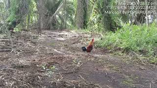 PIKAT AYAM HUTAN JOHOR #MancooT Cuci Laman CeliR Pt KuduS