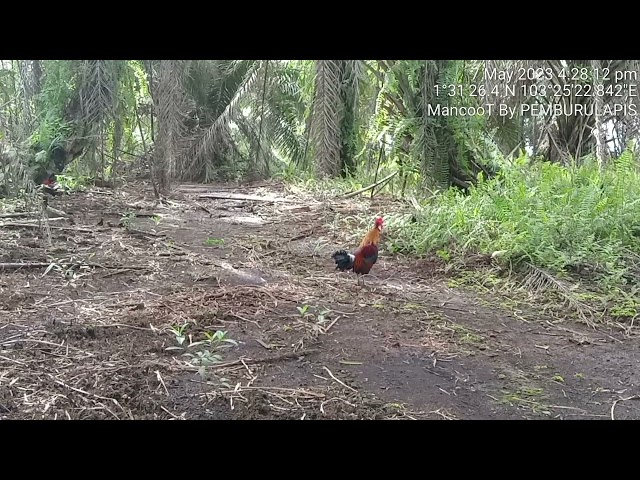 PIKAT AYAM HUTAN JOHOR #MancooT Cuci Laman CeliR Pt KuduS class=