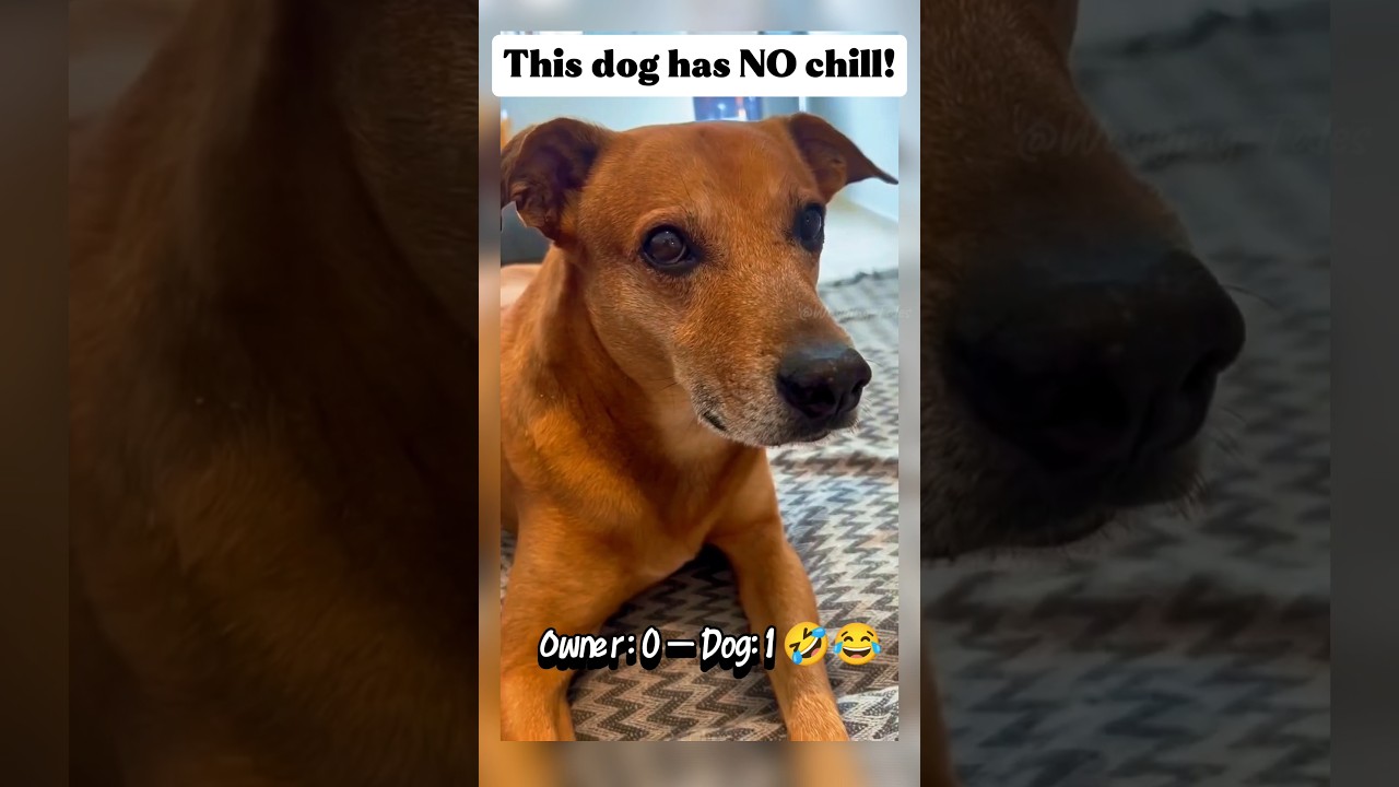 Dog Roasts His Owner So Hard He’s Left Speechless 