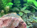 Blue Dream Shrimp Aquarium