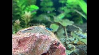 Blue Dream Shrimp Aquarium