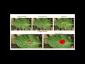 AGRINOVA - An Integrated AI-IoT Robotic System for Smart Agriculture