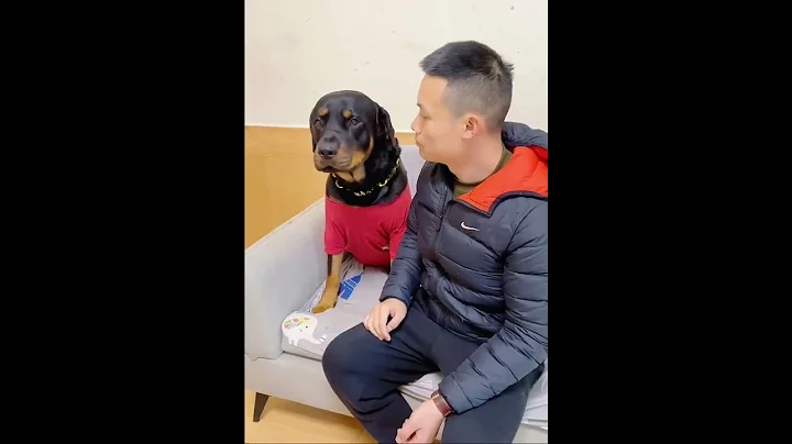 《一坨》假裝伸手打狗子，差距咋就這麼大呢？😂#羅威納犬 - 天天要聞