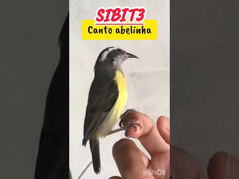 OLHA ESSE SIBITE