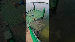 Children Interacting with Amazon River Dolphins