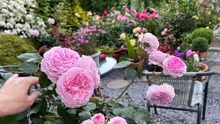 Full English Rose Garden Tour | Over 160 Roses including David Austin Roses | Kordes & more