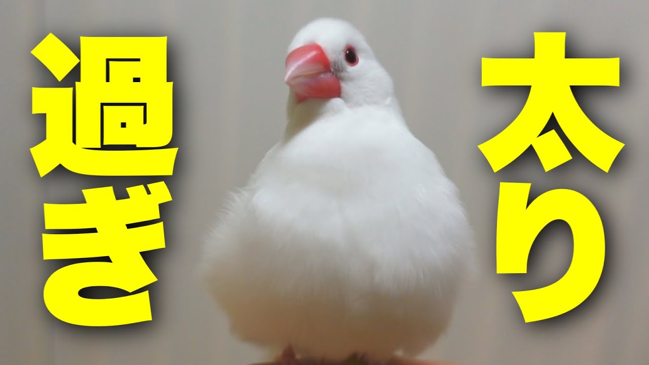 【太り過ぎだ文鳥のダイエット】