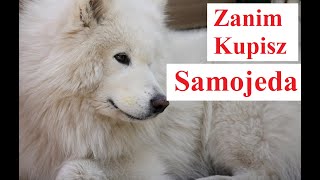 Zanim Kupisz SAMOJEDA
