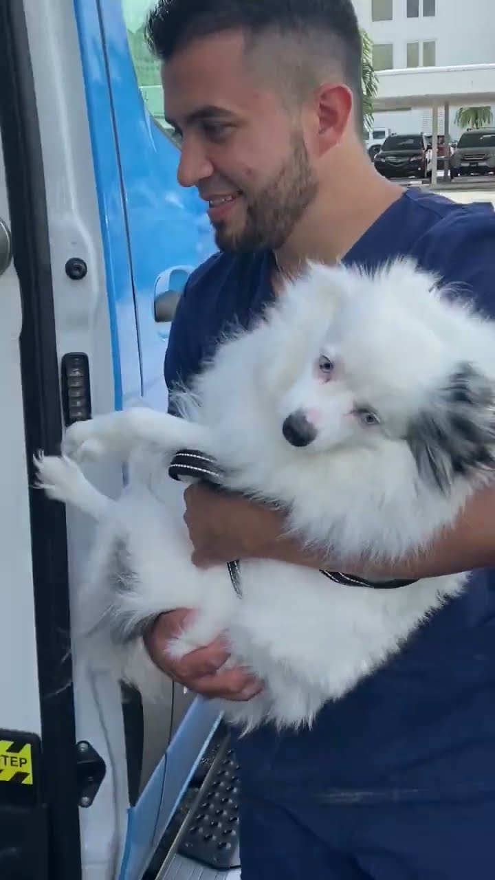 purrfectgrooming Mobile Pet Grooming The Ultimate Spa Experience For purrfectgrooming Mobile Pet Grooming The Ultimate Spa Experience For