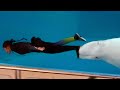 White Dolphin Show At Yokohama Hakkeijima Sea Paradise 【4K】
