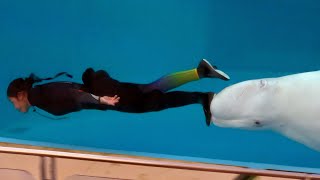 White Dolphin Show At Yokohama Hakkeijima Sea Paradise 【4K】 by Supli Abi 351,526 views 2 years ago 10 minutes, 45 seconds