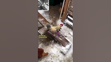 🏆 SKI - WINTER COOP 🏆