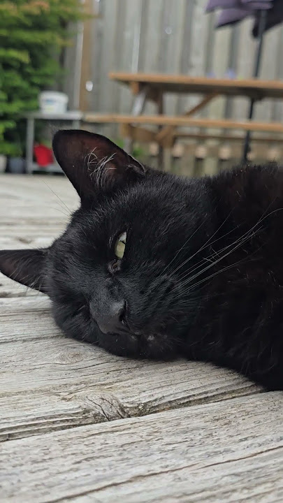 BLACKPUSSYCAT!!! #shortvideo ##shortsfeed #kitten