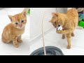 Adorable mama cat teaches her kittens how to play with a toy mouse