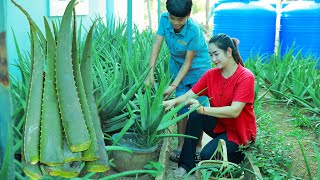 How to eat Aloe vera in my country  Ny concentrate on Aloe vera preparing as he like it so much