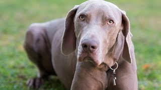 The Weimaraner is a breed of dog that is known for its intelligence,