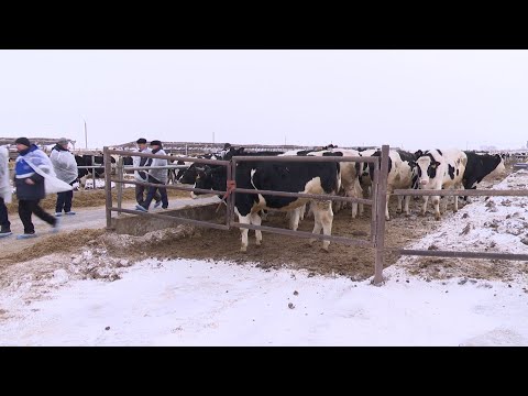 Аграрии Нурлата в этом году планируют разводить высокомаржинальное молочное стадо