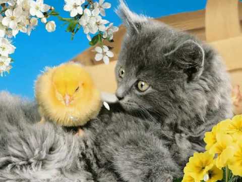 adorable pets screensaver youtube