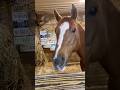 Any #news  on the #tv been #running #for #horse