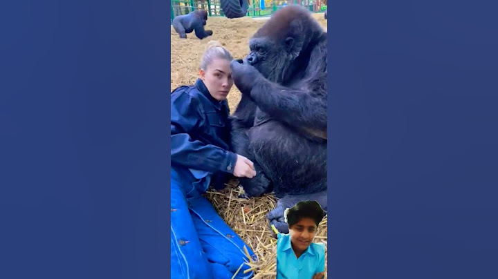Woman is hanging out with Silverback Gorillas at her sanctuary!
