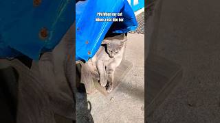 When A Cat Likes Her catshorts catlovers 