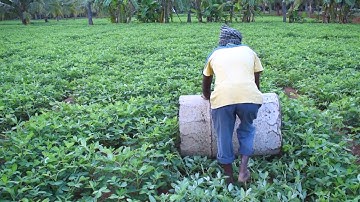 Role Of Drum Rolling In Groundnut | Farming Inspirations