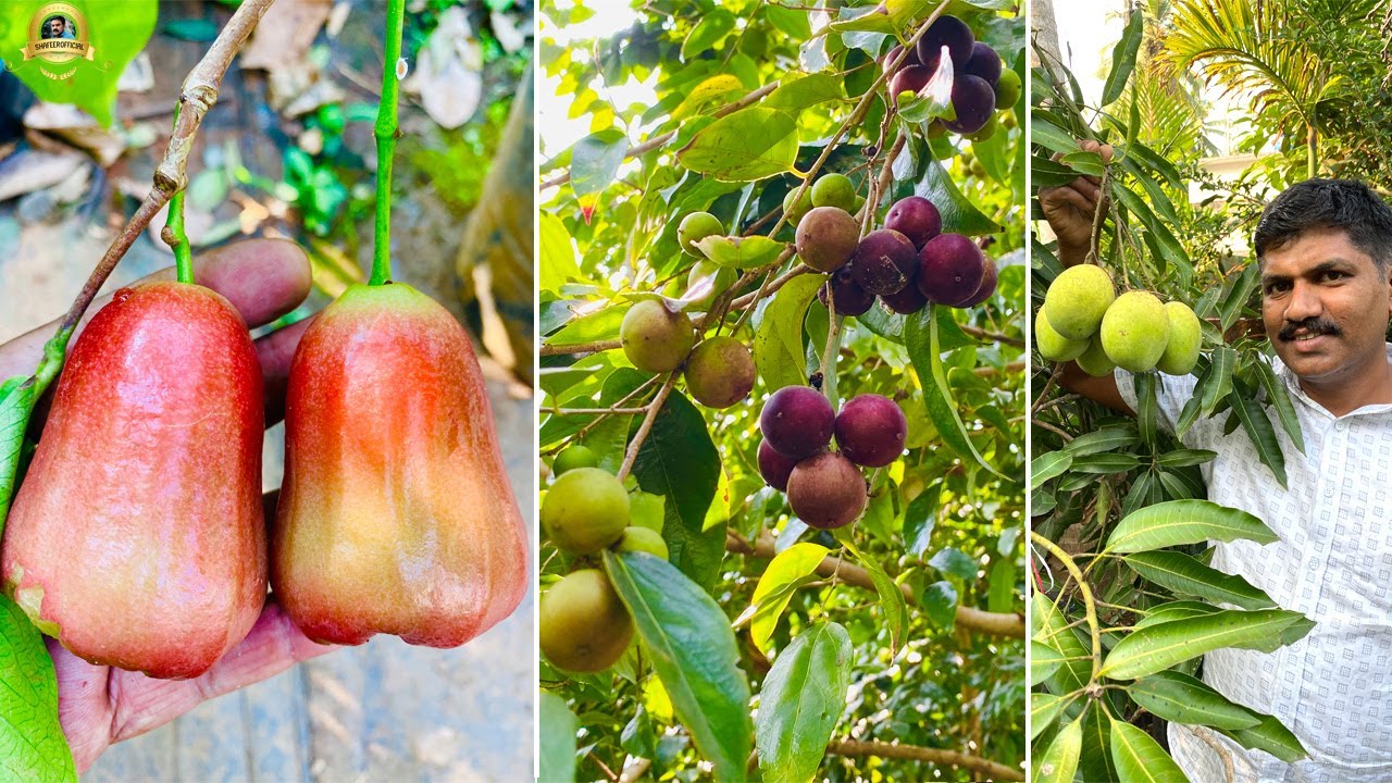 😲 കായ്ച്ചു നിൽക്കുന്ന 100 ലധികം വെറൈറ്റി മാവുകൾ ! നിറയെ കായുള്ള Jaboticaba വെറും 2000 രൂപ !