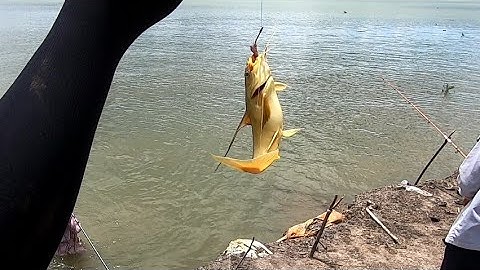 Câu Cá Út Sông Soài Rạp /Rựu Tuy Nghèo Nhưng Đầy Tình Quê/Đạt Nguyễn Rừng Sát