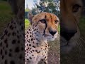 Гепарды — добрые спринтеры природы 😱🐆