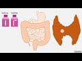 Iodide and Iodine || Mechanism of Action, Uses, Side Effects ||