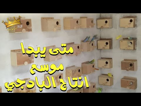 متى يبدا موسم انتاج البادجي الموعد المناسب لتركيب و تجهيز عشوش العصافير البادجي بعد فترة الراحة