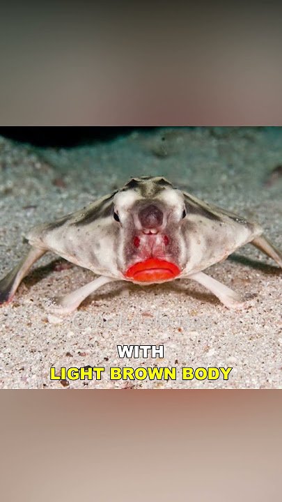 Red-Lipped Batfish | The Most Bizarre Fish