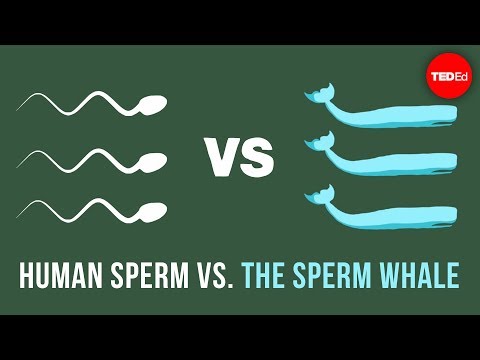 Human sperm vs. the sperm whale - Aatish Bhatia