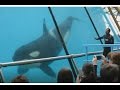 Au plus prs des orques reprsentation  marineland antibes 2017