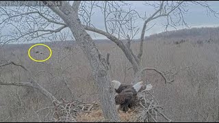 Dulles Greenway Eagle Cam: Rosa OutFlies a Hungry Neighbor