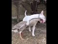 Dog And Duck Real Life Love Story|Complicated