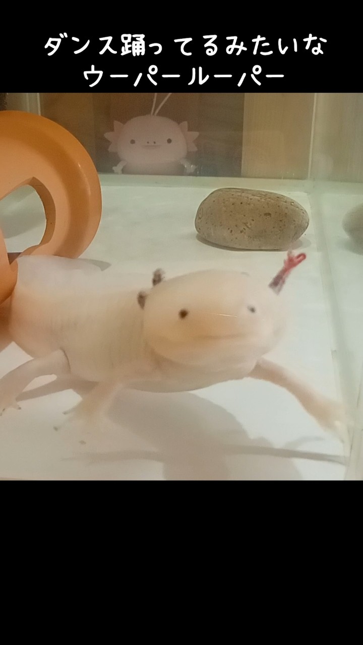 Upa-san] The axolotl that looks like it's dancing when watched at