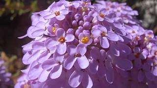 Carraspique morado: Iberis nazarita ()