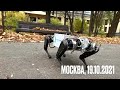 Yapay zekalı robot köpek nasıl yapılır
