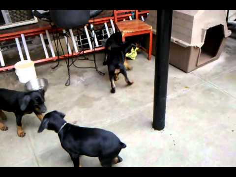 Doberman Pinscher For Sale In Kerala