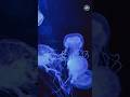 Immortal Jellyfish | The Ocean’s Eternal Mystery 🪼