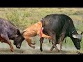 Unbelievable! Male Buffalo Fiercely Attacks Lion To Save Female Buffalo And His Calf - Buffalo, Lion