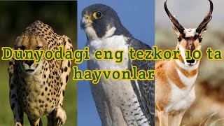 Dunyodagi eng tezkor 10 ta hayvonlar